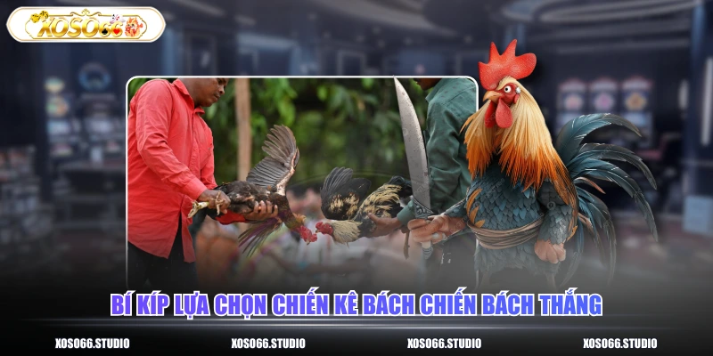 Bí kíp lựa chọn chiến kê bách chiến bách thắng