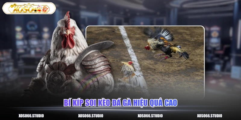 Bí kíp soi kèo đá gà hiệu quả cao