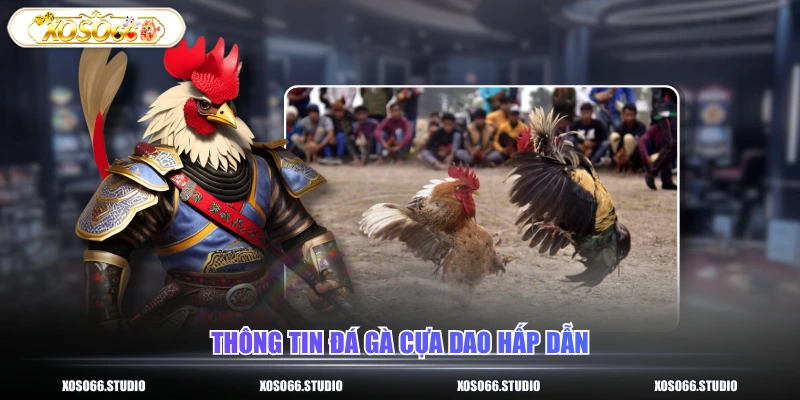 Thông tin đá gà cựa dao hấp dẫn