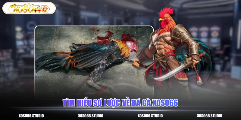 Tìm hiểu sơ lược về đá gà XOSO66