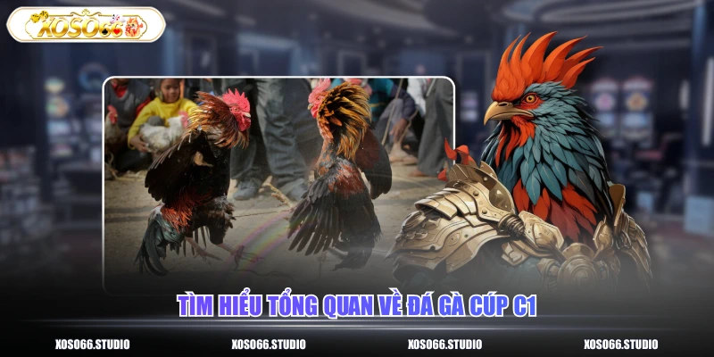 Tìm hiểu tổng quan về đá gà cúp C1
